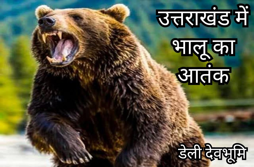 चमोली में भालू का स्कूलों पर आतंक, दो दिनों में दो बड़े हमले