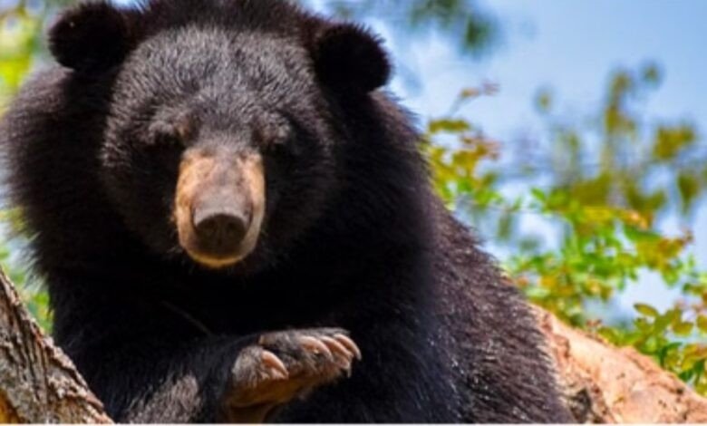 स्कूल के भीतर घुसा खूंखार भालू, छठी के छात्र को जबड़े में दबाकर झाड़ियों में ले गया!