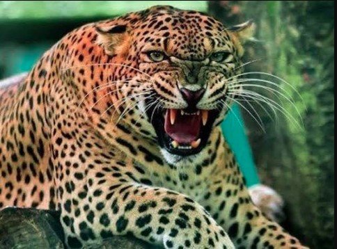 अल्मोड़ा में गुलदार का आतंक: जाखनदेवी और रानीधारा में रिहायशी इलाकों तक पहुँचा, सीसीटीवी में कैद हुई चहलकदमी