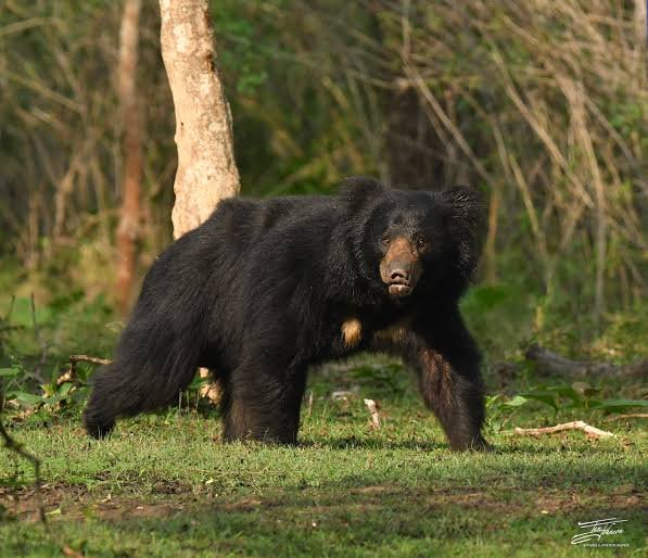 चमोली में स्कूली छात्राओं पर फिर से भालू का हमला: एक घायल, दूसरी बेहोश