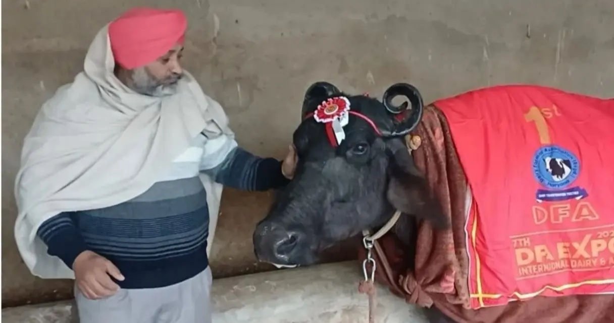 हरियाणा की ‘सुंदरा’ ने रचा इतिहास: एक दिन में 30 किलो दूध देकर किसान को बनाया मालामाल